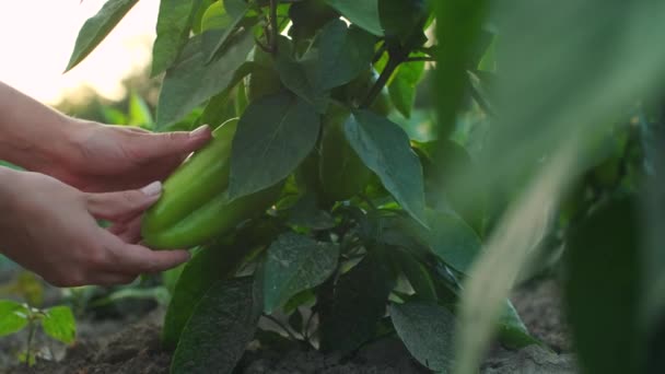 Vrouwelijke Handen Pikken Groene Paprika Vrouw Snijdt Verse Peper Met — Stockvideo