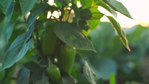 Groene Paprika Hangen Aan Plant Camera Volgen Door Verse Groene — Stockvideo
