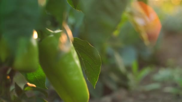 Groene Paprika Hangen Aan Plant Camera Volgen Door Verse Groene — Stockvideo