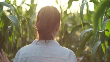 Kadın mısır tarlasında yürüyor. Gün batımında sebze tarlasında yeşil yapraklar arasında yürüyen çiftçi, tarım ve hasat kavramı.