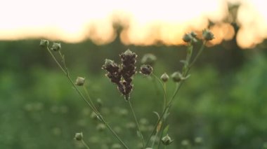 Flax sahada. Çiçek açtıktan sonra yeşil tohumlu keten tohumu, böcek dalıyla dolu keten tohumu. Tarım mahsulü, sebze yağı üretimi yavaş çekim.