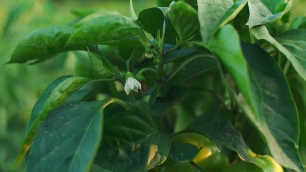 Groene Paprika Hangen Aan Plant Rijp Verse Paprika Tuin Landbouw — Stockvideo
