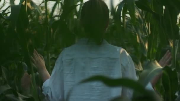 Mujer Camina Campo Maíz Agricultor Caminando Través Hojas Verdes Campo — Vídeos de Stock