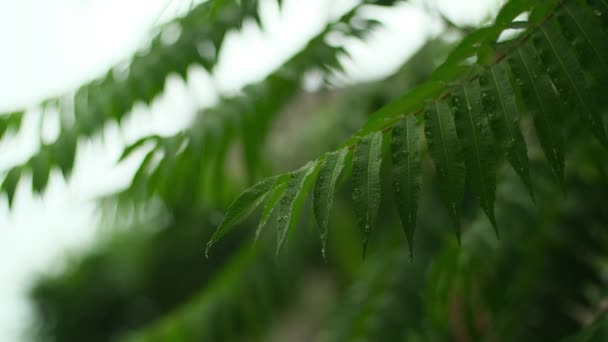 Čerstvé Zelené Listy Vlní Větru Nebe Padá Voda Dešťové Kapky — Stock video
