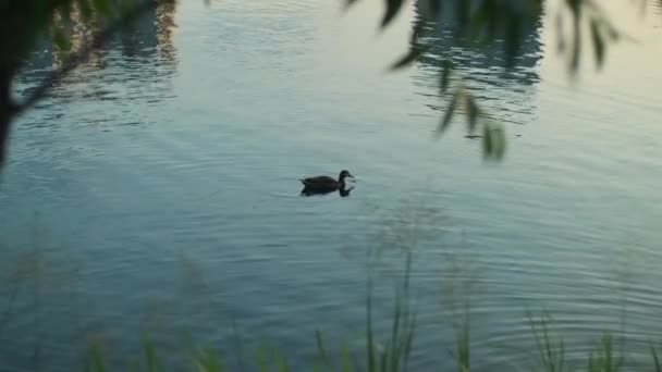 Patos Nadam Através Lago Silhuetas Pato Uma Água Reflexiva Aves — Vídeo de Stock