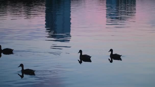 오리들은 일몰에 호수를 가로질러 헤엄칩니다 실루엣 귀여운 연못에서 영화의 — 비디오