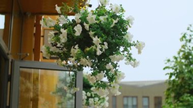 Rüzgarda sallanan saksı. Gökten düşen su damlaları, yeşil yaprakların üzerine düşen yağmur damlacıkları, yağmurlu yaz havası, şehir kafesi. Yüksek kalite 4k görüntü