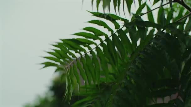 Свежие Зеленые Листья Машущие Ветер Капли Дождя Листьях Деревьев Капли — стоковое видео