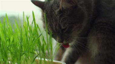 Otları yiyen evcil kedi. Pencere pervazında duran saksıda yetişen buğday filizlerini kemiren sevimli gri bıyıklı. Evcil hayvan sağlıklı beslenme konsepti.