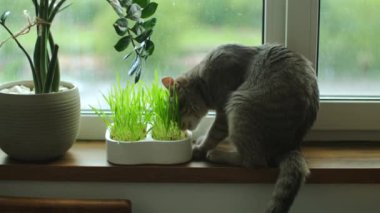 Otları yiyen evcil kedi. Pencerenin pervazında oturan buğday filizlerini kemiren sevimli gri bıyıklı. Evcil hayvan sağlıklı beslenme konsepti.
