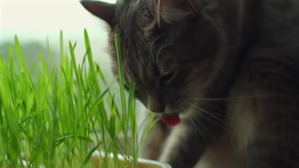 Домашняя Кошка Ест Траву Серые Милые Усы Поедающие Ростки Пшеницы — стоковое видео
