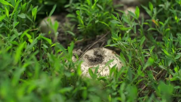 Rijp Verse Champignons Het Gras Champignon Champignons Verzamelen Het Bos — Stockvideo
