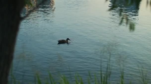 湖のドック 野生生物の池は 水泳の鳥 野生のアヒル 水のシルエットが付いている池 自然の風景 — ストック動画