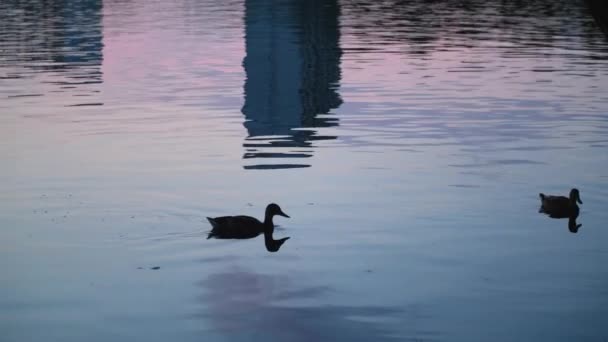 湖のドック 野生生物の池 水泳の鳥 野生のアヒル 日没の水のシルエットが付いている池 — ストック動画