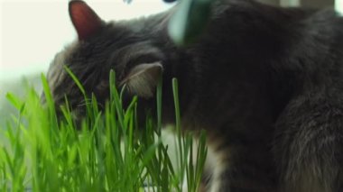 Otları yiyen evcil kedi. Gri bıyıklı, buğday yiyen, saksıda yetişen buğday filizleri pencere pervazında duruyor, evcil hayvan sağlıklı beslenme konsepti..