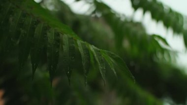 Rüzgarda sallanan yeşil yapraklar. Gökten su damlaları düşüyor. Ağaç yapraklarına yağmur damlacıkları, yağmurlu yaz havası. Yüksek kalite 4k görüntü