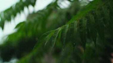 Rüzgarda sallanan taze yeşil yapraklar. Ağaç yapraklarının üzerine yağmur damlacıkları. Gökten düşen su damlaları, yağmurlu yaz havası. Yüksek kalite 4k görüntü