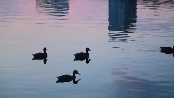 Πάπιες Στη Λίμνη Λίμνη Άγριας Ζωής Πουλιά Που Κολυμπούν Λίμνη — Αρχείο Βίντεο
