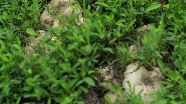Μανιτάρια Στο Λιβάδι Άγρια Βρώσιμα Μανιτάρια Champignon Στο Θερινό Δάσος — Αρχείο Βίντεο