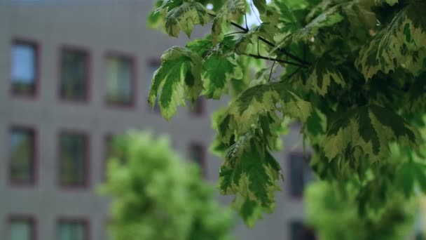 Grüne Blätter Wehen Wind Wassertropfen Fallen Vom Himmel Regentropfen Auf — Stockvideo