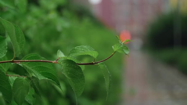 Krople Deszczu Liściach Gałąź Zielonymi Liśćmi Pod Deszczem Wiatrem Spokojny — Wideo stockowe
