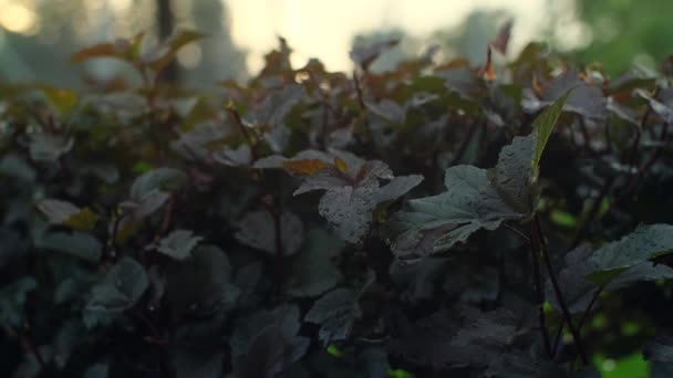 雨の下のグリーンヘッジ 裏庭の夏の雨の日 水滴で緑のぬれた茂み スローモーション — ストック動画