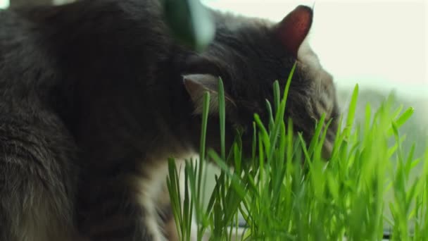 Huiskat Die Gras Eet Grijze Kat Knabbelende Tarweplant Spruiten Geteeld — Stockvideo