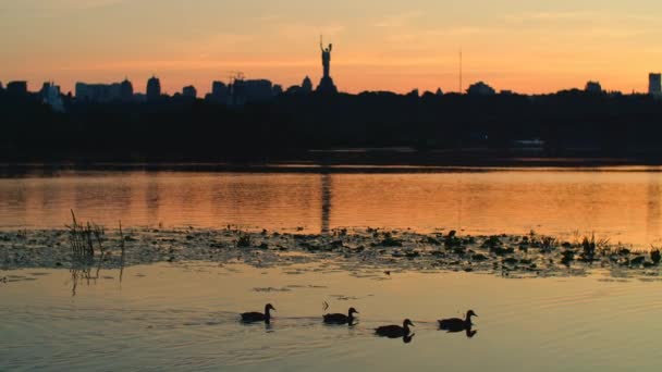 Sonnenuntergang Über Dem Fluss Mit Enten Idyllische Naturlandschaft Kiewer Stadtpanorama — Stockvideo