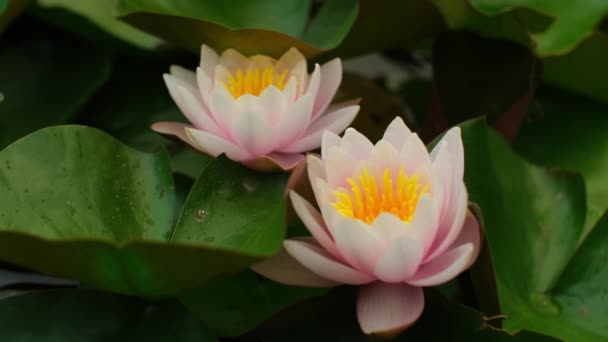 Flor Loto Rosa Floreciendo Lago Fondo Natural Con Nenúfares Hojas — Vídeos de Stock
