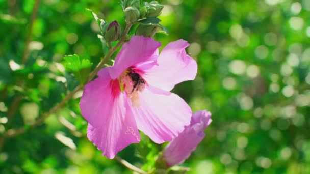 Abeja Miel Recolectando Néctar Flor Rosa Abeja Insecto Poliniza Hermosa — Vídeo de stock