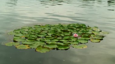 Su, nilüfer çiçeği ve su birikintisinde yeşil yapraklar. Güzel doğa manzarası. Yüksek kalite 4k görüntü
