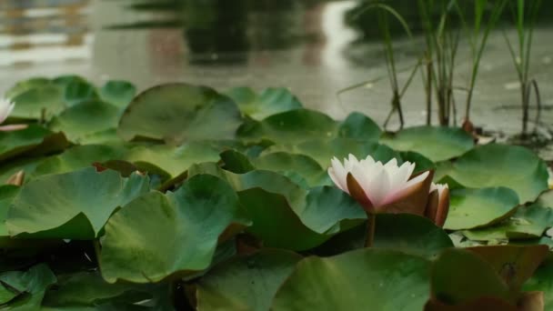池に咲くピンクの蓮の花 湖の水ユリと緑の葉を持つ自然の背景 美しい自然の風景 高品質の4K映像 — ストック動画