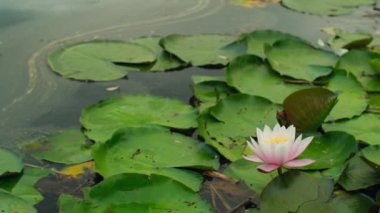 Gölette açan pembe nilüfer çiçeği. Su zambakları ve göl yüzeyinde sallanan yeşil yapraklı doğal arka plan. Güzel doğa manzarası. Yüksek kalite 4k görüntü