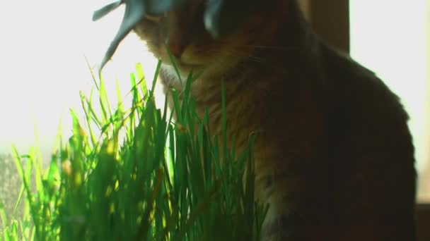 Porträt Einer Katze Die Gras Frisst Niedliche Graue Schnurrhaare Knabbern — Stockvideo