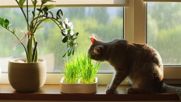 고양이는 집에서 창틀에 귀여운 무너지는 건강한 고품질 — 비디오