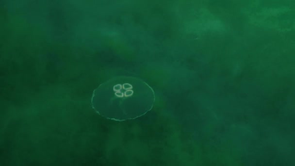 青い緑の水のコラムで泳ぐ一般的なクラゲ ジェラフィッシュはゆっくりと水中を移動し ネクルメドゥサと自然の海の景色をしています 高品質の4K映像 — ストック動画