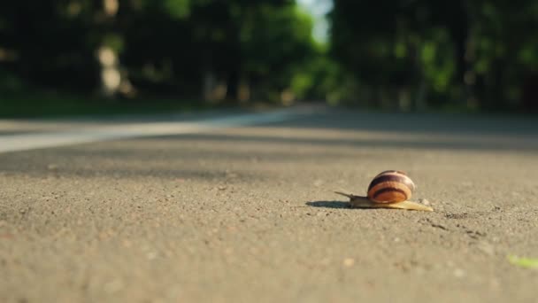 달팽이가 도보로 천천히 기어갑니다 도로를 움직이는 귀여운 껍질을 크루스타 고품질 — 비디오