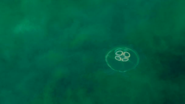 Κοινές Μέδουσες Κολυμπούν Μπλε Πράσινη Στήλη Νερού Μέδουσες Κινούνται Αργά — Αρχείο Βίντεο