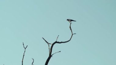 Kuru ağaç dalında oturan kuş. Sabahları mavi gökyüzü arka planında tek renkli kuşun silueti. Avrasya saksağanı ya da Pica pica. Yüksek kalite 4k görüntü
