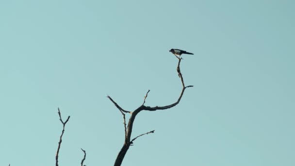 Pássaro Sentado Galho Árvore Seca Silhueta Pássaro Monocromático Colorido Fundo — Vídeo de Stock