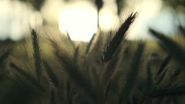 Yeşil mısır kulaklı taze ot. Güneşin doğuşunda buğday tarlası. Doğal çayır ve buğdayın rüzgarda yavaşça sallanışını yakından çek. Yüksek kalite 4k görüntü
