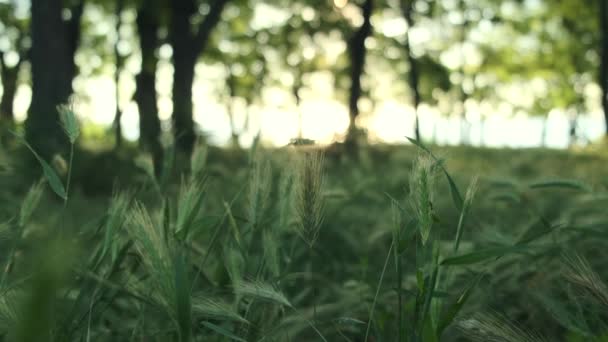 Grama Fresca Com Espiga Verde Milho Árvores Florestais Luz Nascer — Vídeo de Stock