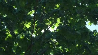 Rüzgarda sallanan yeşil ağaçların dalları. Kavak poleni kabarık tohumlarla dolu doğa manzarası. Yaz bahar alerjisi mevsimi. Yüksek kalite 4k görüntü