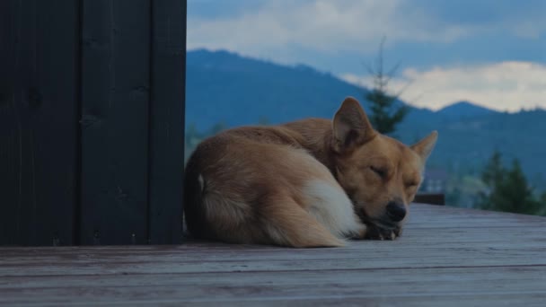 Leuke Hond Die Slaapt Het Houten Terras Rode Bastaard Chillen — Stockvideo