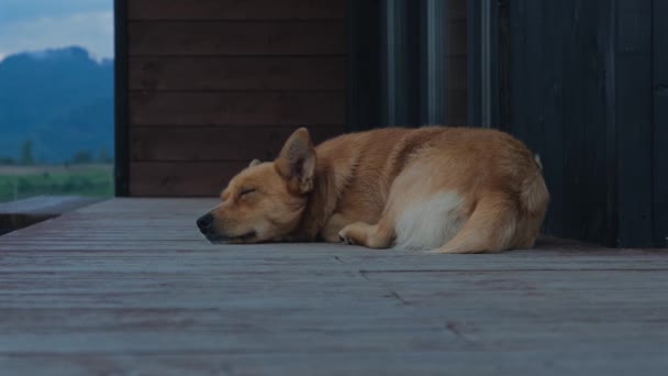 Cute Little Red Dog Sleeping Wooden Terrace Funny Puppy Chilling — Stock Video