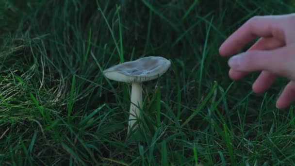 Hand Inspiziert Den Giftigen Pilz Und Verlässt Dann Das Gestell — Stockvideo
