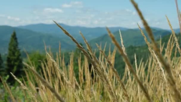 Dağlarda Rüzgarda Sallanan Çimenler Sallanıyor Karpat Dağlarının Eteklerinde Hafif Esintiyle — Stok video