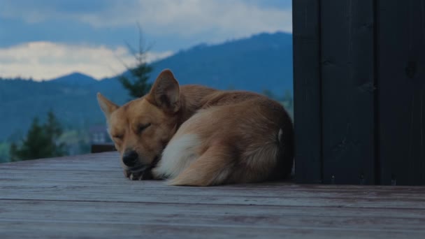 Netter Kleiner Roter Hund Der Auf Der Holzterrasse Schläft Lustige — Stockvideo