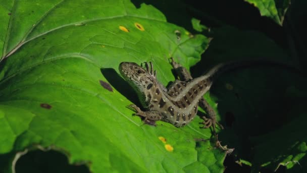 叶子上的小蜥蜴 野草蜥蜴藏在绿树成荫 靠近点高质量的4K镜头 — 图库视频影像