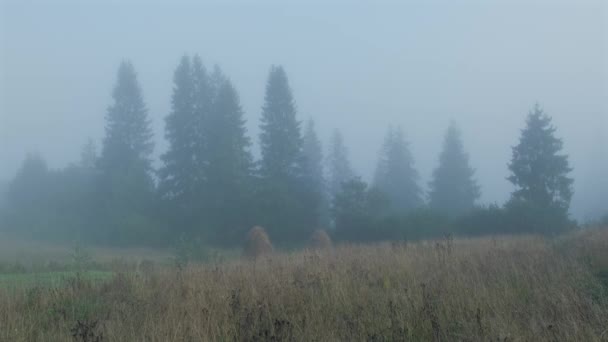 Mglisty Poranek Terenie Mgła Górach Piękny Krajobraz Przyrody Karpat Przed — Wideo stockowe